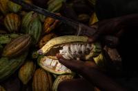 A worker cuts a cocoa pod to collect the beans.